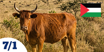 Gazze Büyükbaş Vacip Kurban Hisse