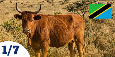 Afrika Büyükbaş Vacip Kurban Hisse