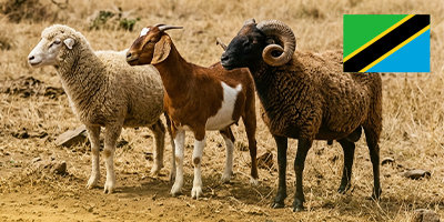 Afrika Küçükbaş Vacip Kurban