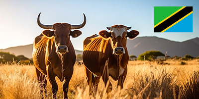 Yemekli Büyükbaş  Adak Kurbanı Tanzanya