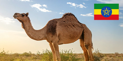 Deve Adak Kurbanı Etiyopya