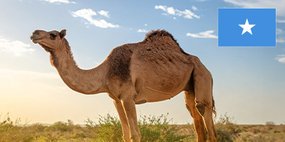Deve Adak Kurbanı Somali