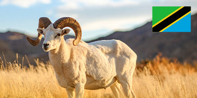 Yemekli Koç Adak Kurbanı Tanzanya