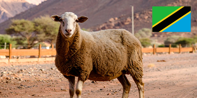 Yemekli Koyun Adak Kurbanı Tanzanya