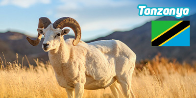 Yemekli Koç Adak Kurbanı Tanzanya
